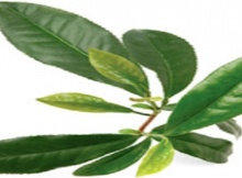 tea-plant 620x315