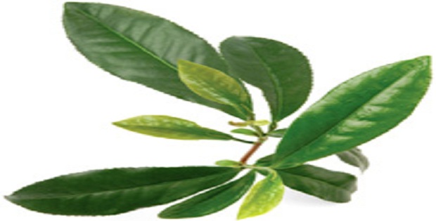 tea-plant 620x315